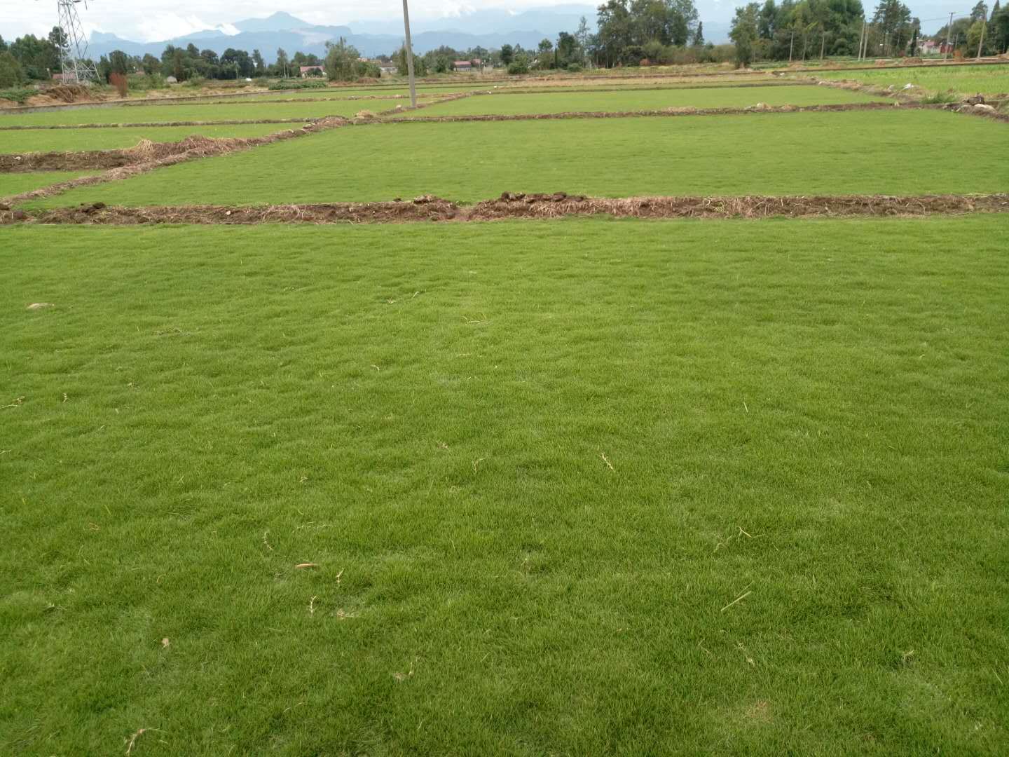 草坪种植基地